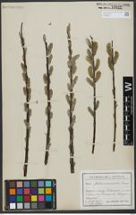 Foto von Salix viminalis L.